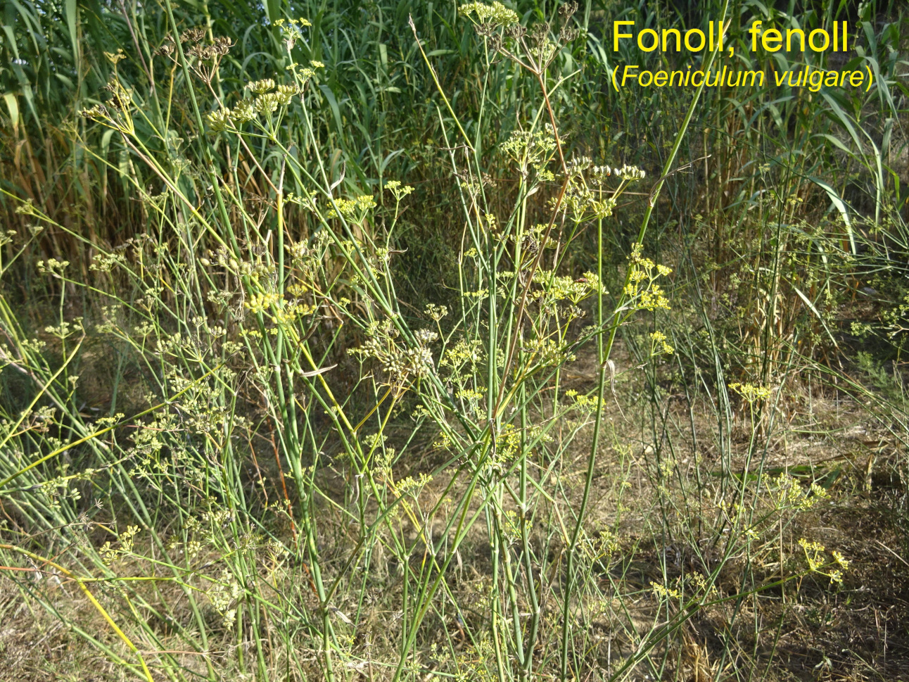651. Foto 5. escalada Foeniculum vulgare (fonoll) - copia bis